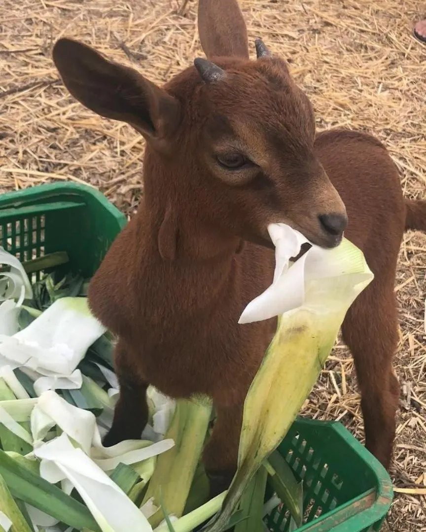 Willa Son Segi Sant Llorenc Des Cardassar